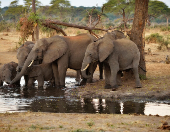 Conservation Efforts in Tanzania: Protecting Wildlife and Habitats