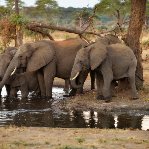 A group of elephants drinking from a waterhole in the savanna.
