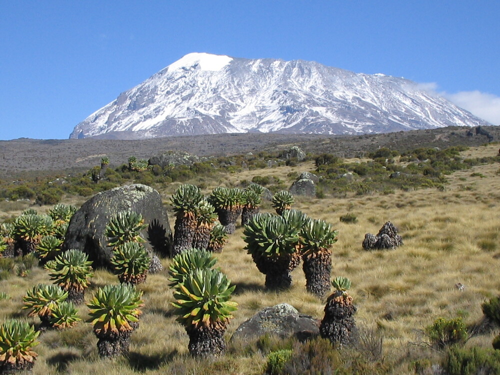 a view of cactus plants with mount Kilimanjaro in background