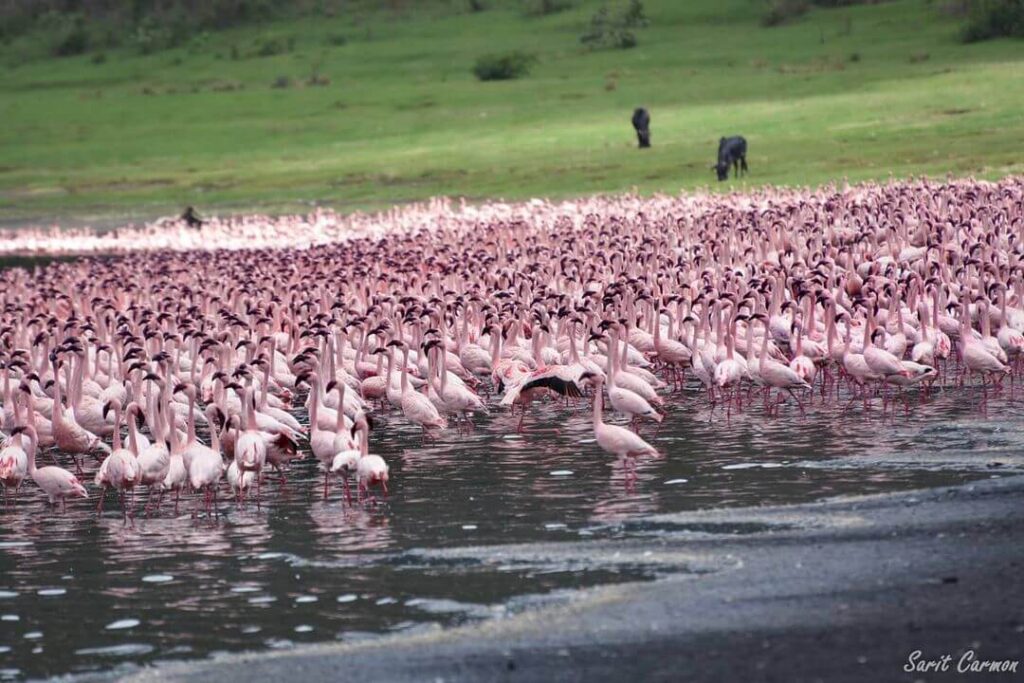 flamingos at empakai crater