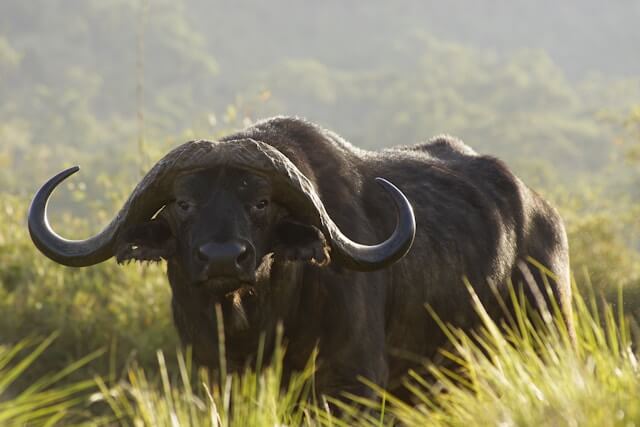 African buffalo
