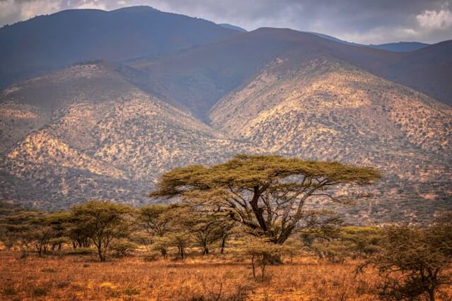 Scenic view of the African savannah with mountains in the distance.