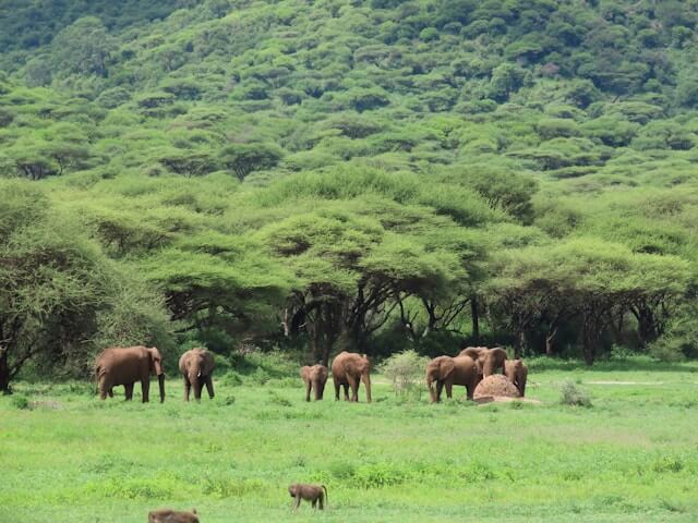 ngorongoro conservation area