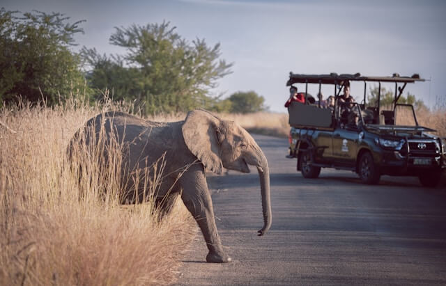game drive
