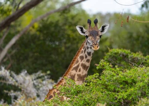 7 Days Honeymoon Safari Southern Circuit