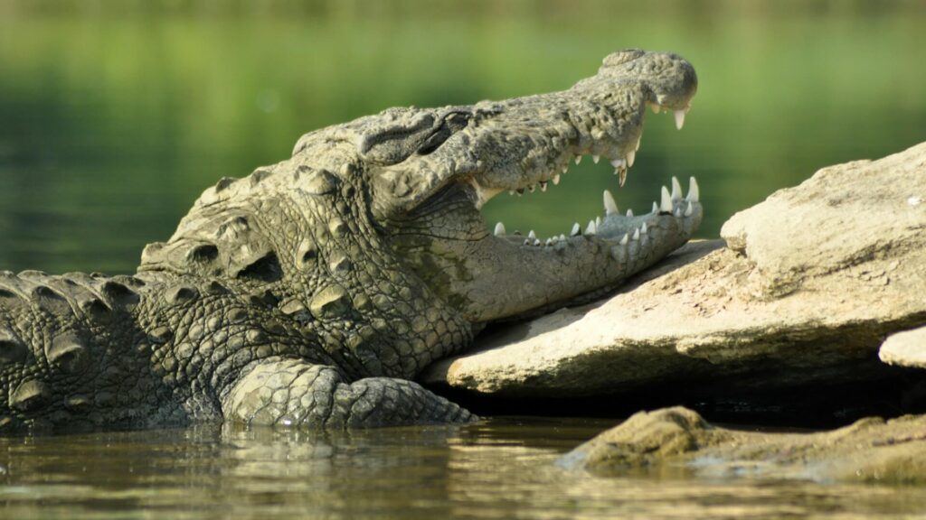 crocodile