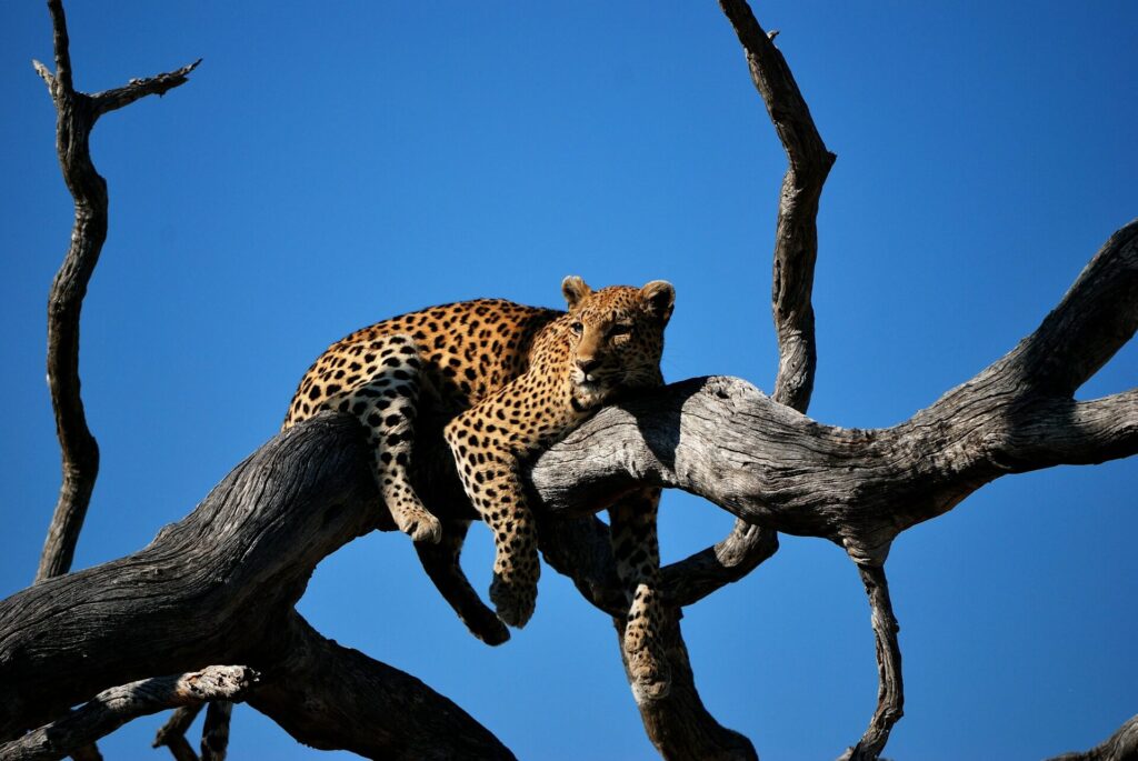 a leopard on a tree in Okavango Delta Botswana.