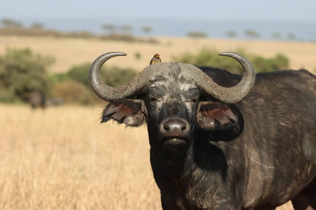 cape buffalo 