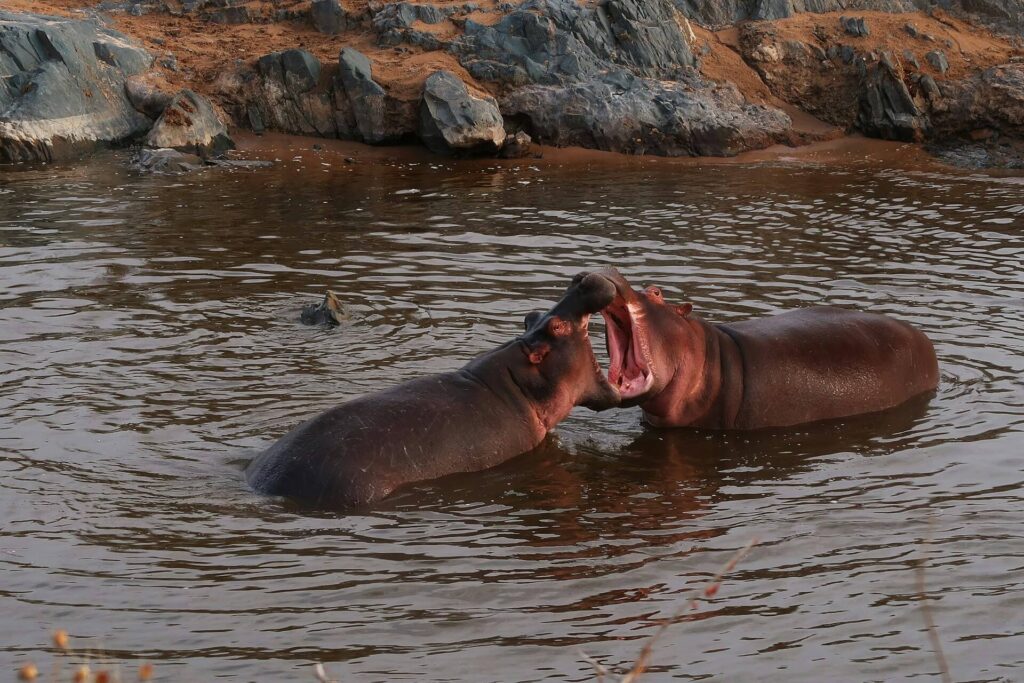 two hippos in a fight 