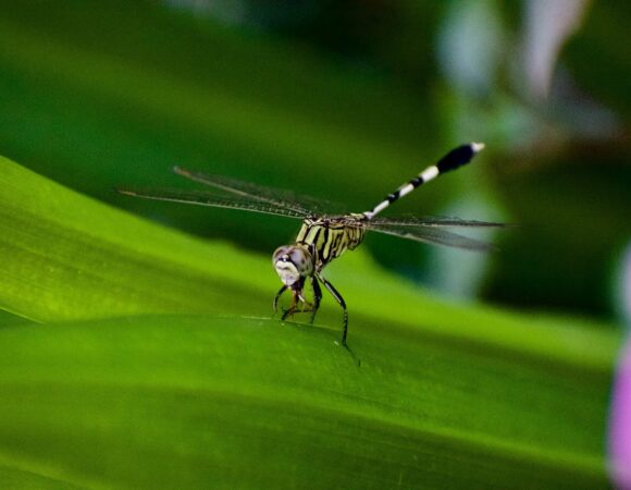 Tanzania Safari: What you Need to Know About Insect Safety