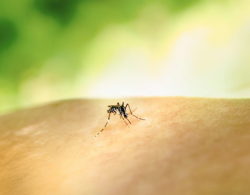 Aedes mosquito