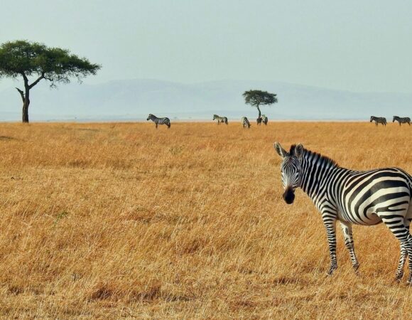 Best Countries for Safari in Africa | Complete 2025 Guide