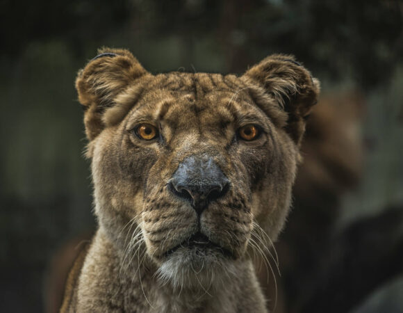 Dangerous Animals in Tanzania: What Tourists Need to Know 